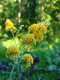 Buddleia Live Plant, Yellow Butterfly Bush, Buddleja davidii, Deciduous Shrub, USDA Zones 5-9, Fragrant Blooms