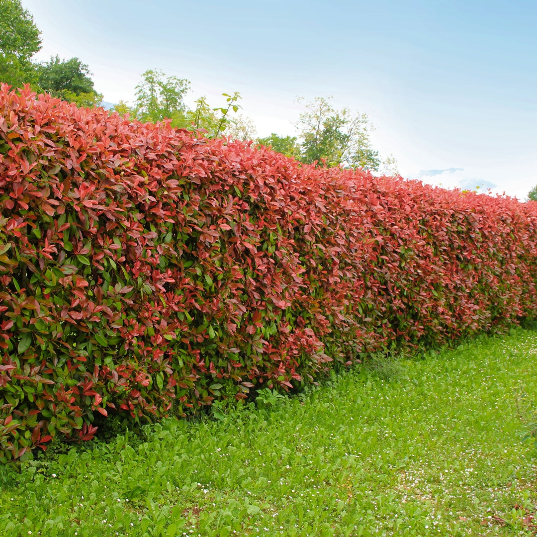 Photinia x Fraseri Cuttings - 10 Count - Red Tip Shrub - Evergreen Hedge Plant