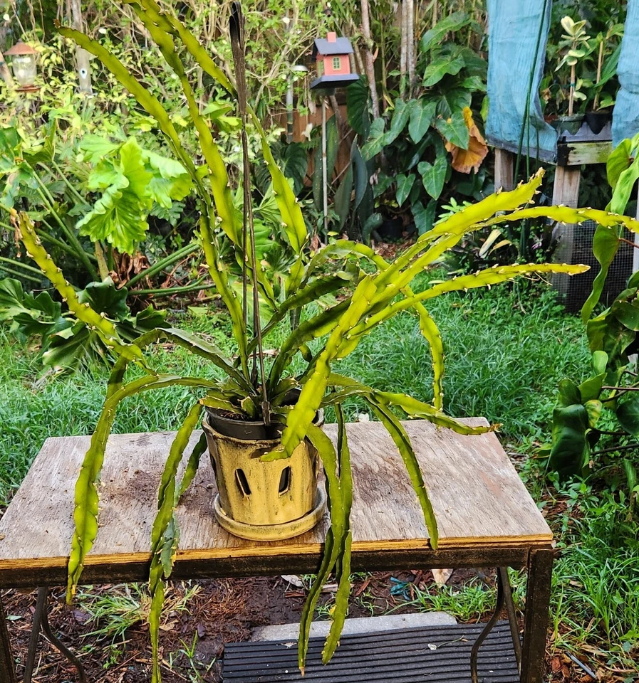 Hurricane Cactus Cutting - 6" Lepismium Spiralis, Rare Spiral Succulent, Rooting Hormone Dipped, Easy-Care Epiphyte, Unique Collector's Plant