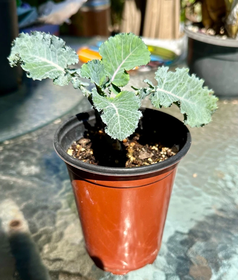Purple Tree Kale Cuttings - 2 Live Cuttings, Brassica oleracea, Perennial Vegetable
