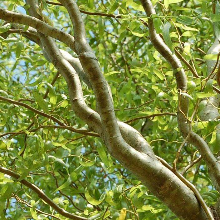 Corkscrew Willow Cuttings, Salix matsudana, 10 Live Stems, Curly Branches, USDA Zones 3-10, Fast Growing
