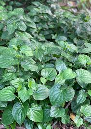 Piper Sarmentosum Plants, 6 Live Rooted Kaduk, Southeast Asian Culinary Herb, USDA Zones 10-12, Partial Shade