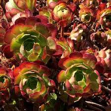 Red Aeonium 'Jack Catlin' Cuttings (12) - 6" Tall Unrooted - Drought-Tolerant Succulent - Indoor/Outdoor