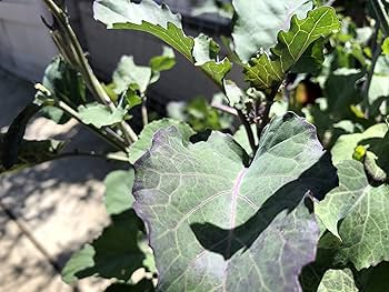 Purple Tree Collard Cuttings - 3 Live Cuttings, Brassica oleracea, Perennial Vegetable
