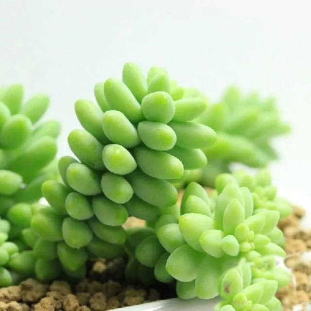 Sedum morganianum Plants, 4 Potted Burro's Tail, 2-3 Stems per Pot, Trailing Succulent, USDA Zones 10-11