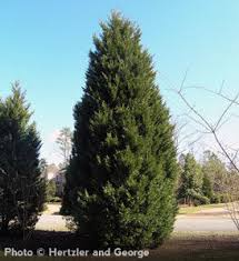 5 Leyland Cypress Trees - 12–24” Starter Plants | Fast-Growing Evergreen | Live Bare Root Trees for Privacy, Landscape & Windbreaks