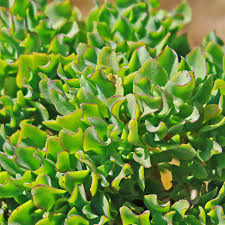 Crassula arborescens 'Undulatifolia' Cuttings, 3 Ripple Jade Stems, Curly-Leaf Succulent, USDA Zones 9-11
