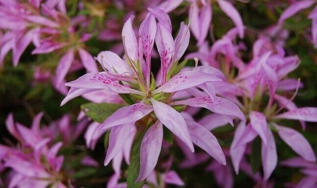 Koromo Shikibu Azalea Rhododendron - Deciduous Starter Plant, 2-8 Inches Tall