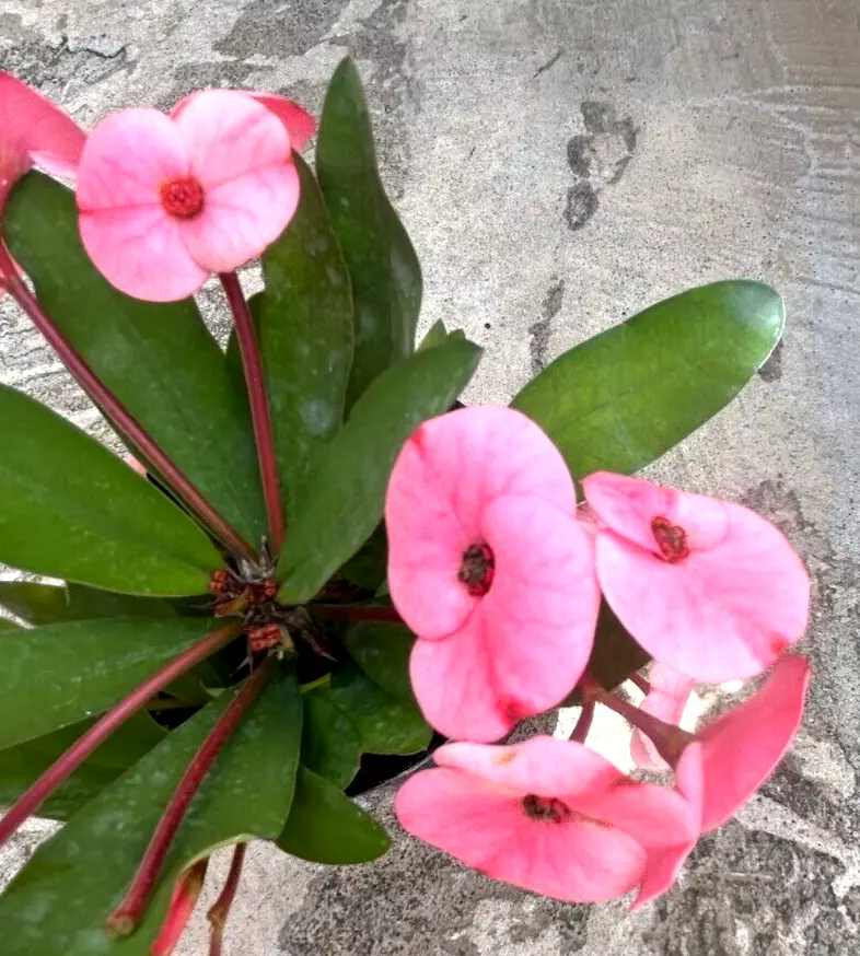 Euphorbia milii Cuttings, Thai Hybrid Crown of Thorns, Pink Flowers, Rooted Stem, USDA Zones 9-11
