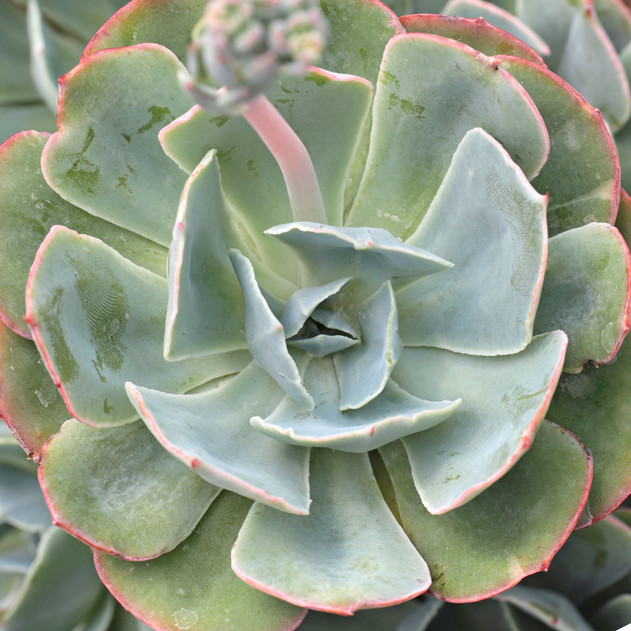 Echeveria Blue Sky 5 Succulent Cuttings Pink Leaves Rosette Form Drought Tolerant