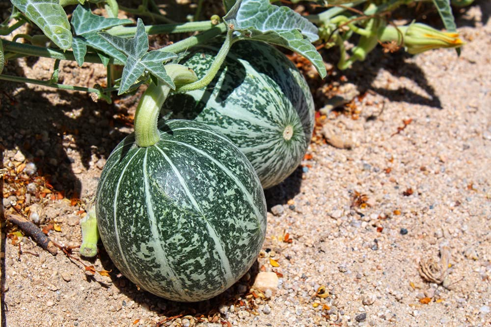 10 Rare Silver Fox Melon Seeds | Bright Striped Heirloom Melon | Sweet Summer Fruit for Garden Beds & Warm Climates | Non-GMO