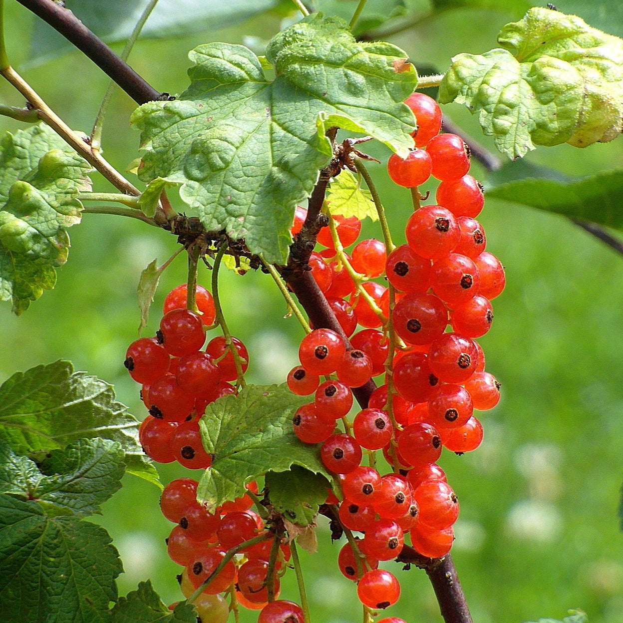 Red Lake Currant Rooted Cuttings, Ribes rubrum, Bare Root Dormant Plants, Fruit Shrub for Jams & Baking, 6-8" Tall