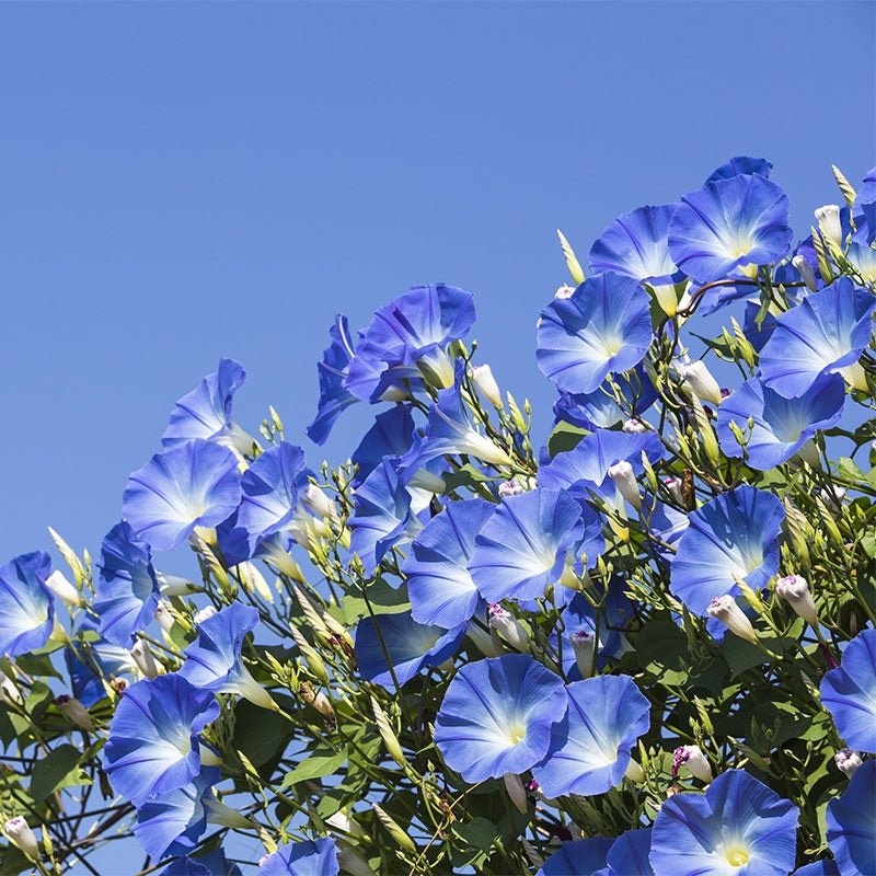 100 Morning Glory Seeds | Blue and White Blooms | Ipomoea tricolor | Non-GMO Vine Flower for Fences, Trellises & Garden Arches