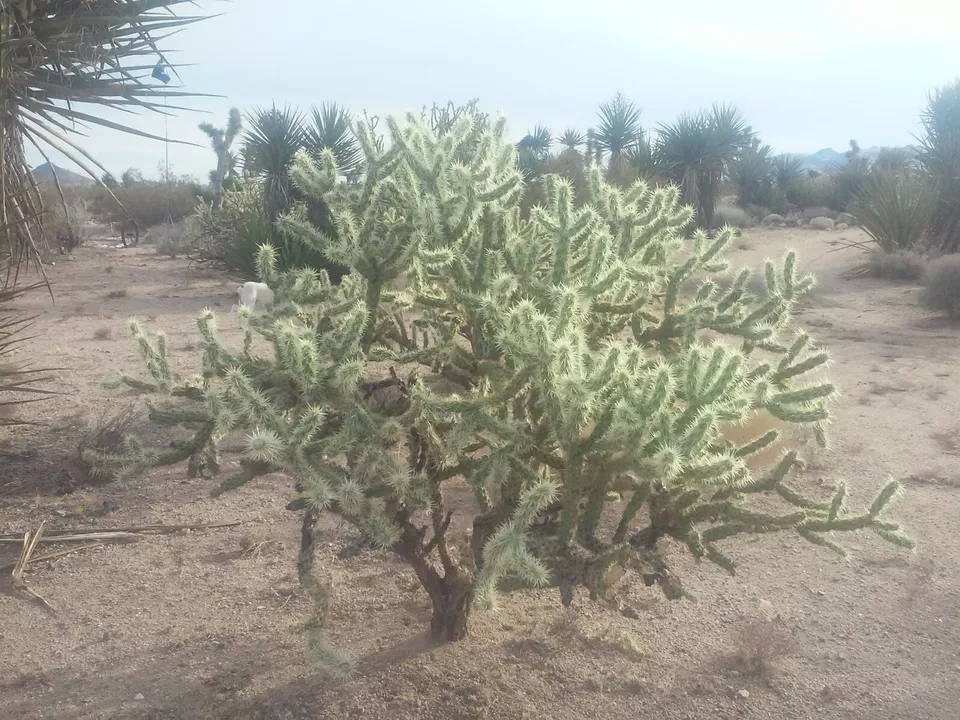 Cholla Cactus Cuttings - Cylindropuntia fulgida - 2 Fresh 6" Branches - Desert Succulent - Jumping Cholla