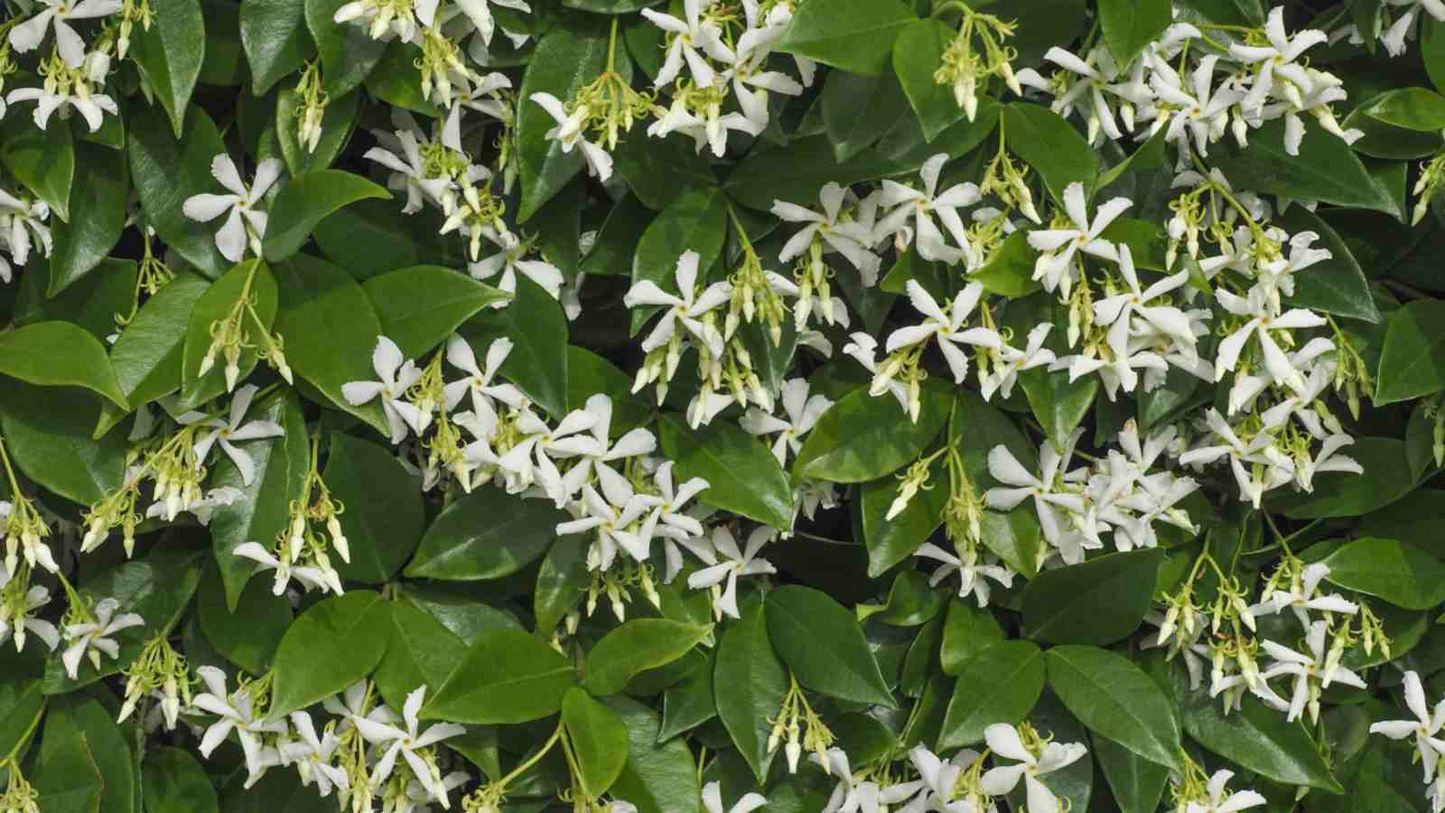 White Star Jasmine Cuttings - 6 Live Cuttings, Trachelospermum jasminoides, Fragrant Vine