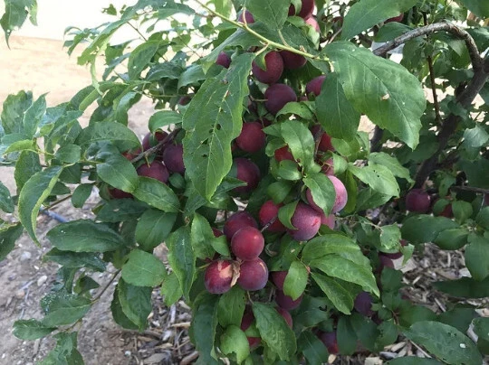 Sweet Pluerry Scions (5) - Plum x Cherry Hybrid - 3-6" Grafting Cuttings w/3-5 Buds - Fruit Tree Propagation