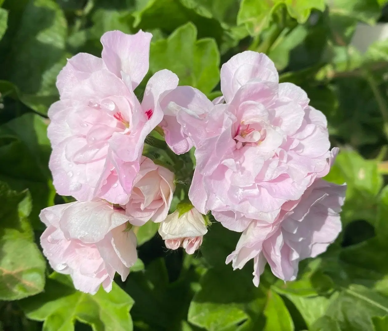 Pelargonium Peltatum 2 Cuttings 6" White-Pink Ivy Geranium Trailing Plant