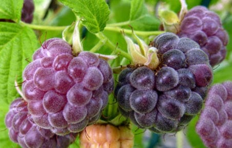 5 Glencoe Raspberry Plants - Thornless Purple Raspberry | Live Starter Plants | Edible Fruit Shrubs for Home Gardens & Berry Patches