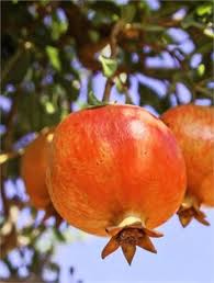 3 Salavatski Russian Pomegranate Tree Unrooted Cuttings (Punica granatum) 10 inches – Hardy, Cold-Tolerant Variety