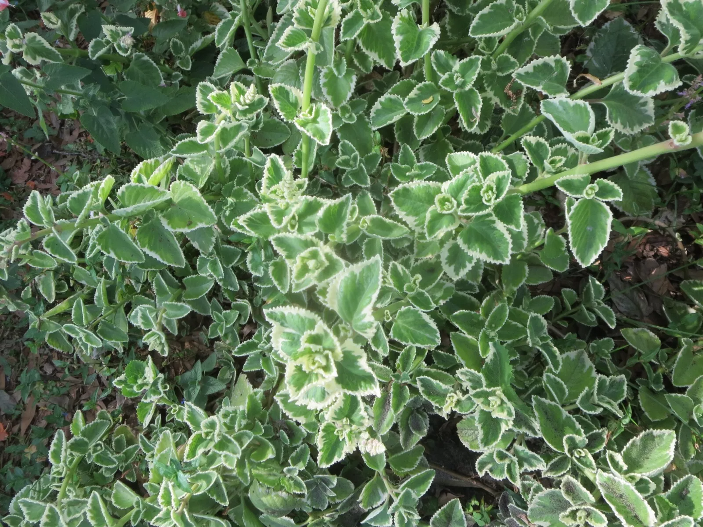 Cuban Oregano Cuttings, Plectranthus amboinicus, 6 Unrooted Stems, Edible Herb, USDA Zones 9-11
