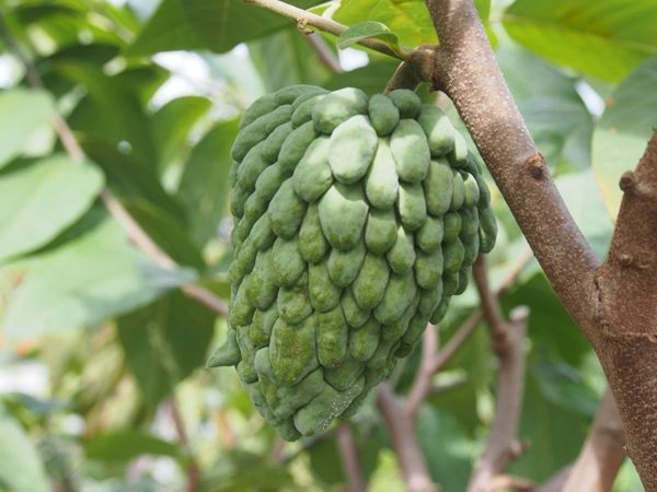 African Pride Atemoya Cuttings, Annona Squamosa x Cherimola, 2 Stems 6", Tropical Fruit Tree, USDA Zones 9-11