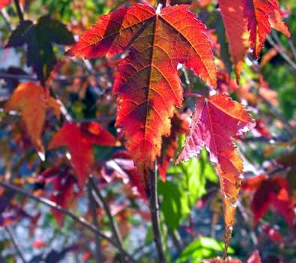 Amur Maple Acer Ginnala ā 20 Alaskan Grown Seeds | Easy-to-Grow Hardy Tree, Red Fall Foliage, USA Seller