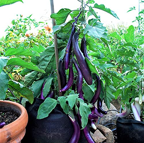350 Seeds Long Purple Eggplant - Heirloom Non-GMO - High Yield Variety - Easy to Grow - Great for Containers & Gardens