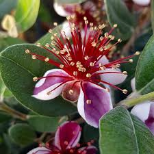 Pineapple Guava Tree Cuttings, Acca sellowiana, Self-Fertile, USDA Zones 8-11, Evergreen, Edible Flowers and Fruit