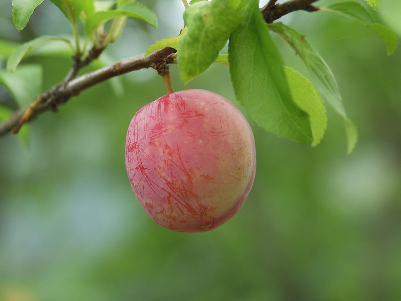 Japanese Red & Yellow Plum Cuttings, Prunus salicina, Edible Fruit, White Spring Flowers, USDA Zones 5-9