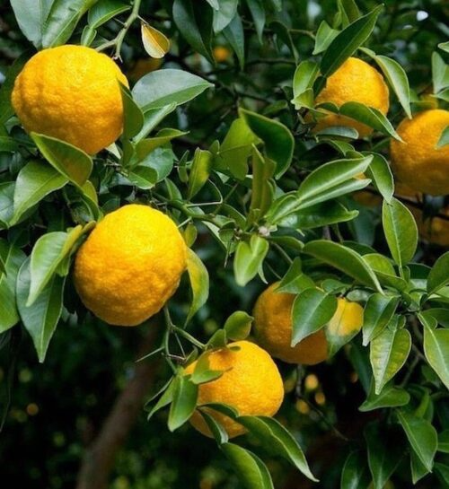 Citrus junos Cuttings - 4 Count - Yuzu - Cold Hardy Citrus - Fragrant Fruit