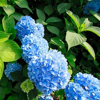 1 Blue Hydrangea Plant (Hydrangea macrophylla) 3-8" Tall, Fully Rooted Cutting, Live Garden Shrub, Beautiful Flowers, Indoor/Outdoor Plant
