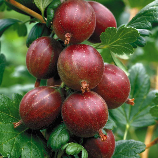 Hinnonmaki Red Gooseberry Starter Plant - Zone 3-8 Hardy, Superfood Berries, Disease Resistant, Ready to Plant, Sweet-Tart Fruit Bush