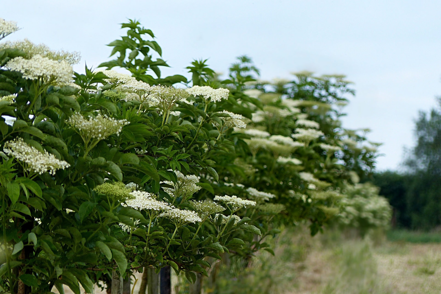 American Elderberry Cuttings - 10 Pack - Sambucus canadensis - Organic Appalachian Grown - Pollinator Magnet - Fast Growing Shrub