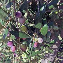 Arbequina Olive Tree Starter Plant 5+ Inches Olea Europaea Drought Tolerant USDA Zones 8-11