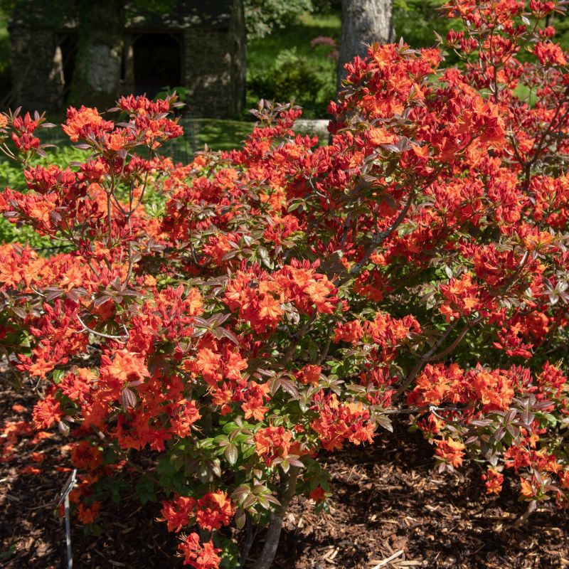 Fireball Azalea Rhododendron | Well-Rooted Starter Plant | Deciduous Shrub | Red Blooms | Outdoor Landscape Plant
