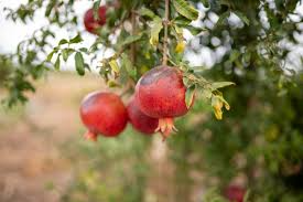 4 Wonderful Pomegranate Unrooted Cuttings 6-8" from Mature Plant, Punica Granatum, Fruit Tree Cuttings, Perfect for Rooting & Propagation