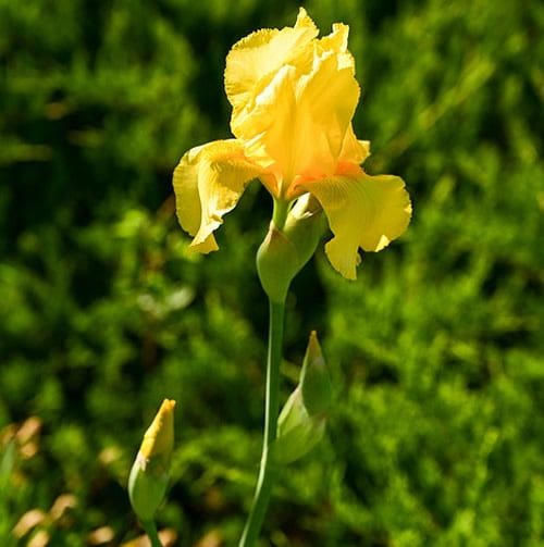 Yellow Water Iris Plants - 5 Bare Root Bog Plants, Pond Marginal, Wet Soil, Hardy Perennial, Zones 3-9, Deer-Resistant, Fast Grower