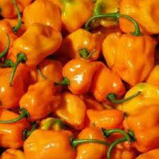 30 Habanero Pepper Seeds | Capsicum chinense | Hot & Flavorful Chili for Salsas, Sauces, and Spicy Gardens | Non-GMO Vegetable Seeds