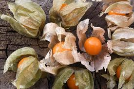 6 Golden Berry 'V' Pineapple Fresh Cuttings for Rooting, Physalis peruviana, Tropical Fruit Plant, Easy to Grow, Delicious Berries