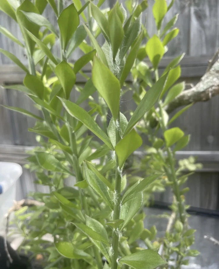 Pereskiopsis Cuttings, 10 Grafting Stock Stems, 2-4" Length, Fast-Growing Cactus Rootstock, USDA Zones 10-12
