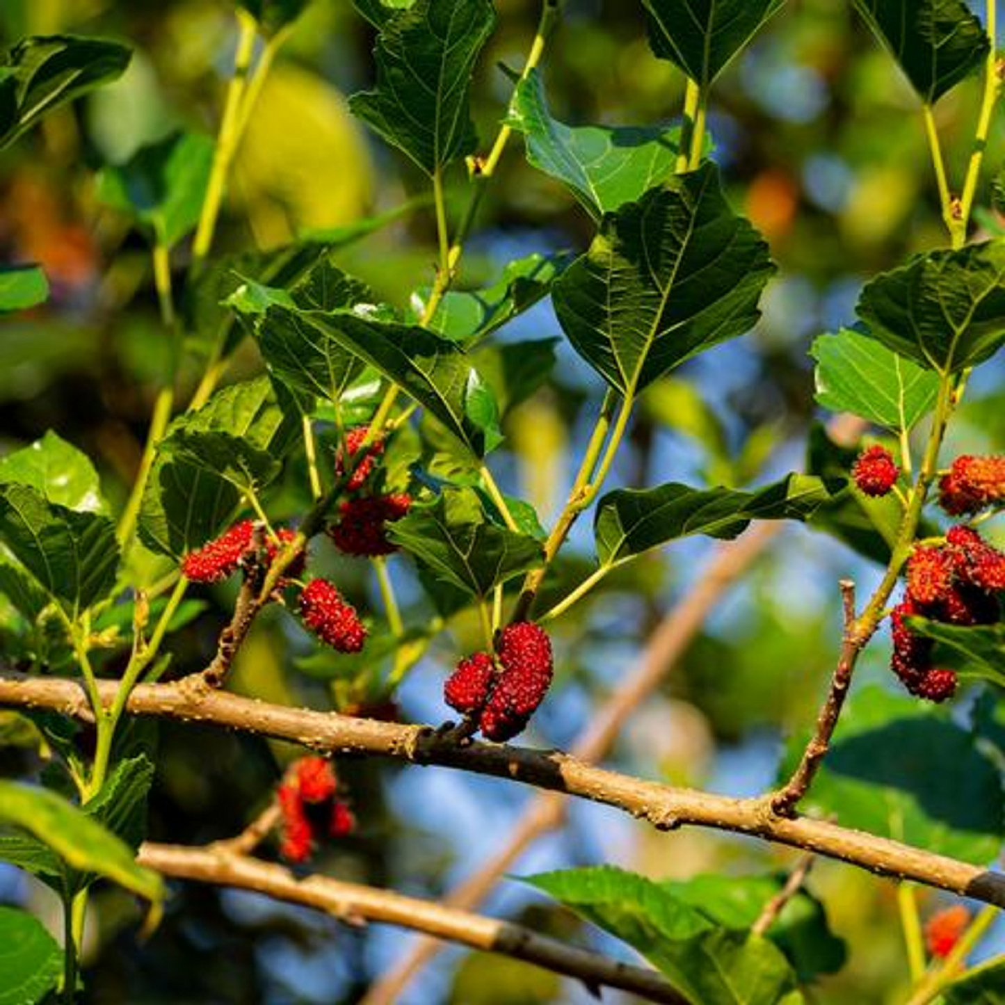 Red Mulberry Tree Cuttings - 12 Pack - Morus rubra - Fast Growing Fruit Tree - Wildlife Favorite -