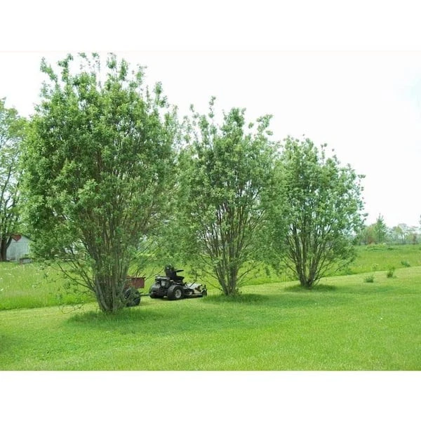 Pussy Willow Tree Cuttings, 10 Unrooted, Fast-Growing, Fuzzy White Blooms, Zones 5-8, Full Sun, Hedge or Standalone Shrub, Early Spring Bloomer