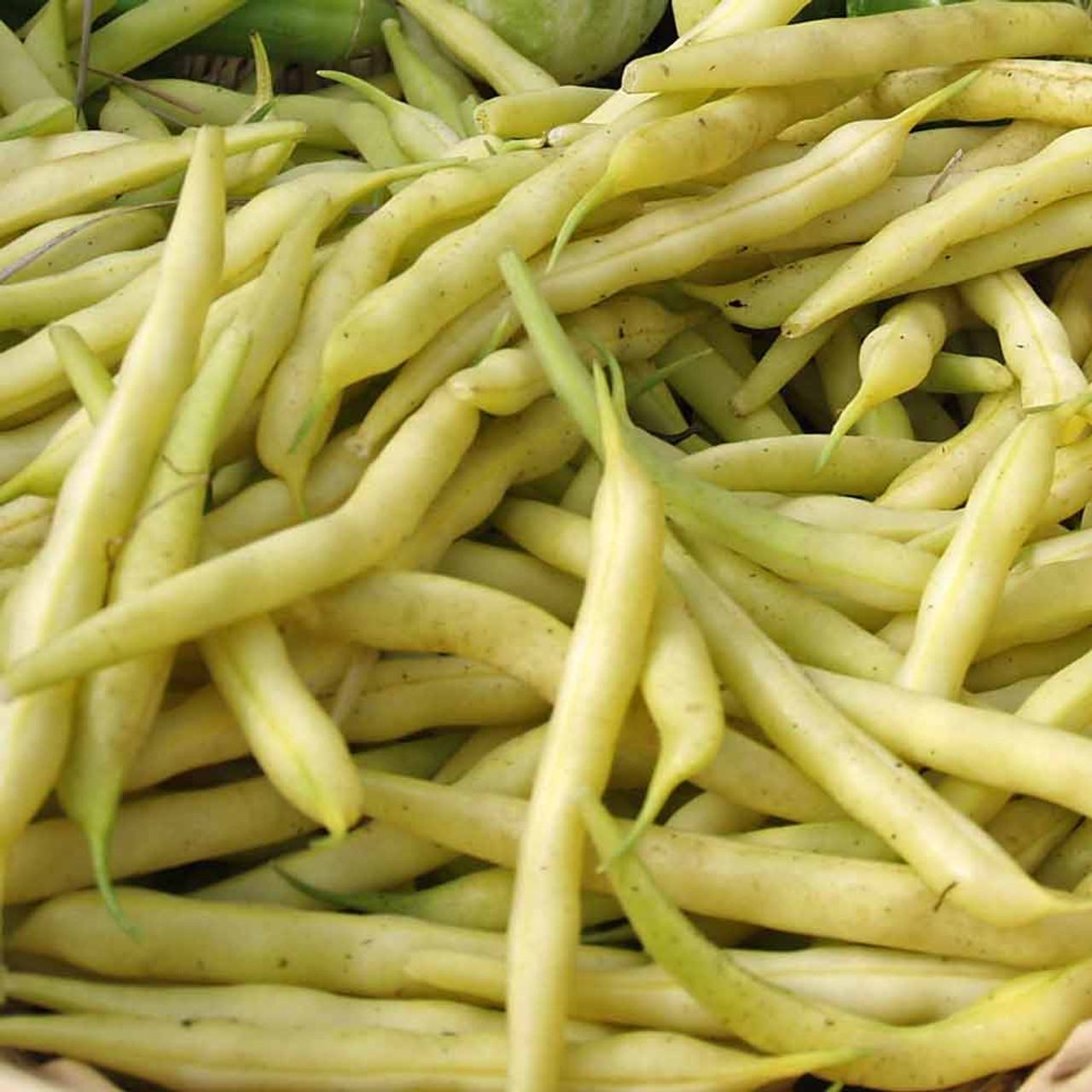50+ Golden Wax Bean Seeds | Phaseolus vulgaris | Non-GMO Yellow Bush Beans for Garden Harvests | Tender, Crisp & Easy to Grow