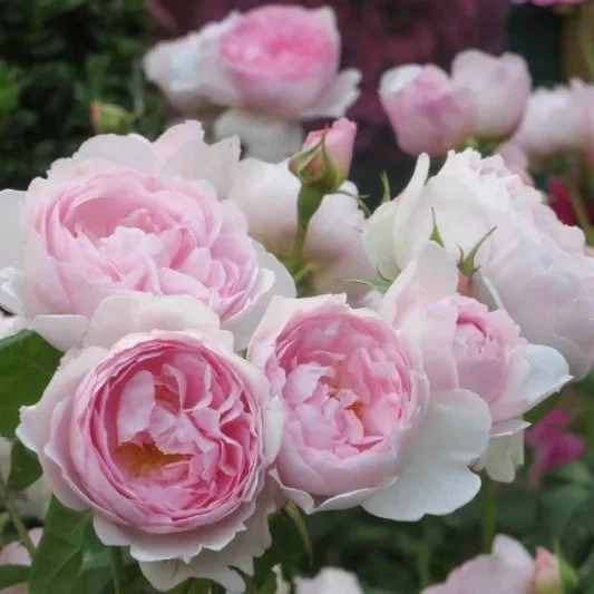 Scepter'd Isle Rose, 3 Unrooted Cuttings, 6" Long, Apricot-Pink Flowers, USDA Zones 5-9