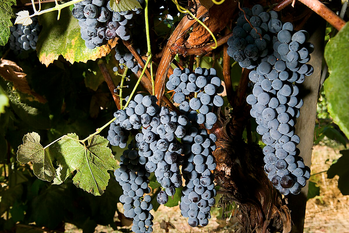 Thomcord Seedless Grape Cuttings - 5 Pack - Table Grape Vine - Propagation Ready - US Grown
