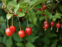 Goumi Cuttings - 4 Live Cuttings, Elaeagnus multiflora, Edible Fruit Shrub, Nitrogen-Fixing
