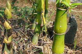 Bambusa ventricosa Cutting, Buddha Belly Bamboo, 1 Rooted Division, Clumping Bamboo, USDA Zones 9-11