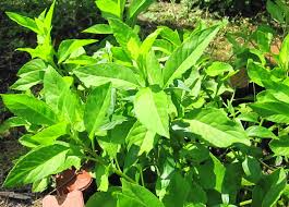 Longevity Spinach Cuttings - 15 Pack - Gynura Procumbens - Perennial Edible Green - Fast Growing - FREE Shipping - Florida Farm