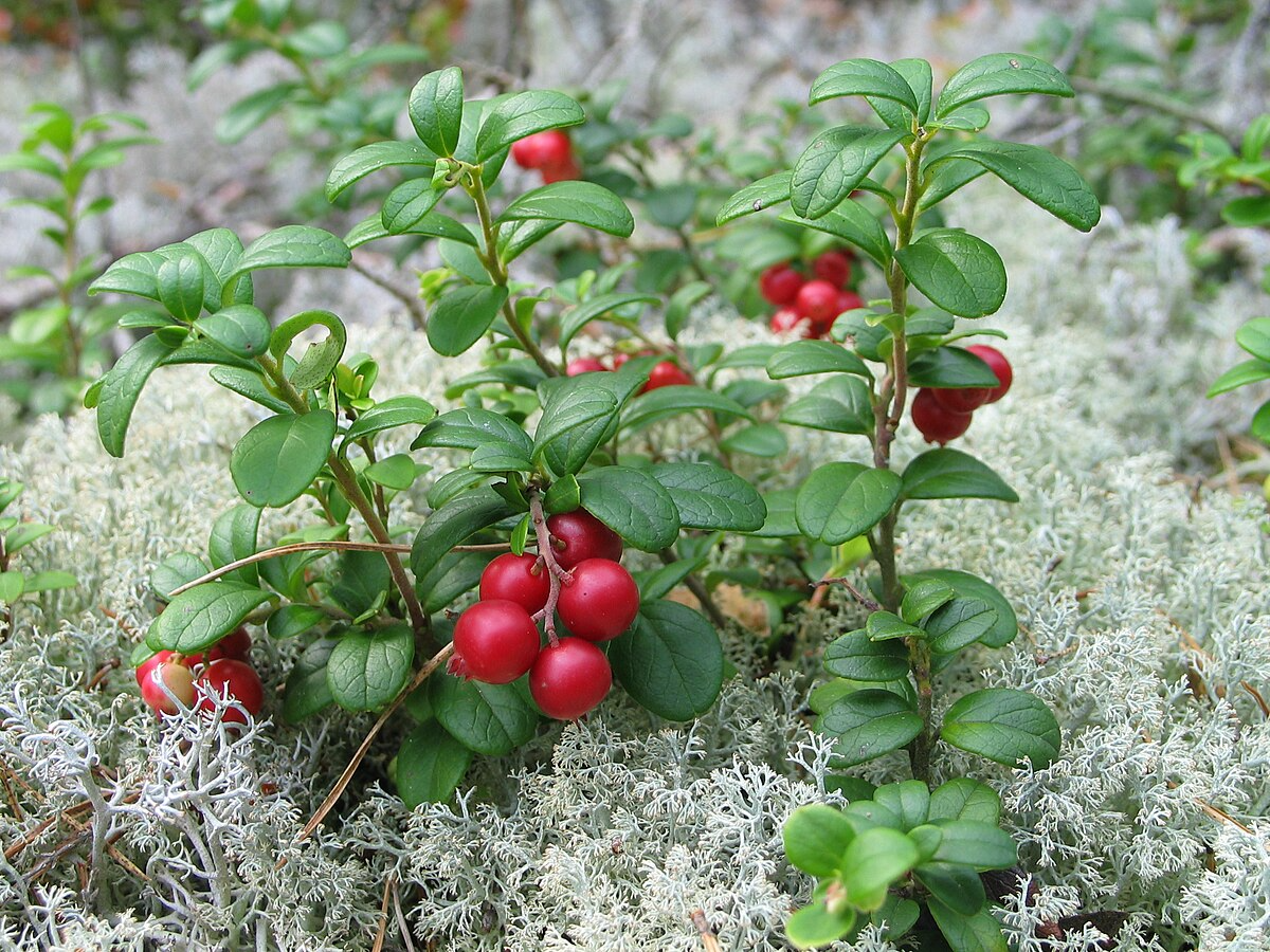 Lingonberry Plant Rhizomes - 4 Live Wild Alaskan Vaccinium Vitis-Idaea Roots - Acid-Loving Evergreen Groundcover - Zone 2-7 Hardy