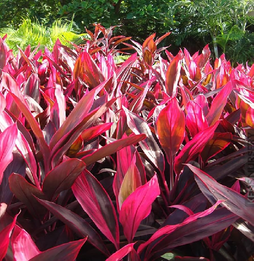 3 Hawaiian Dark Red/Green Hybrid Ti Leaf Fresh Cuttings 6" Starter Logs - Cordyline Fruticosa, Tropical Plant